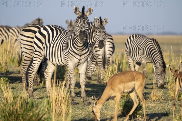 Impalas and steppe zebras (Equus quagga), atmospheric lighting, Ihaha, Chobe National Park National