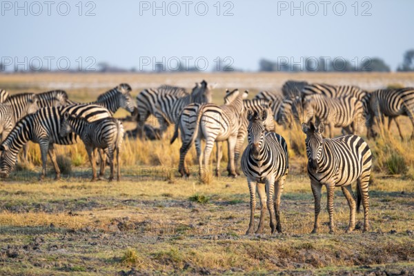 Herd of Steppe Zebras (Equus quagga), Ambient Light, Ihaha, Chobe National Park National Park,