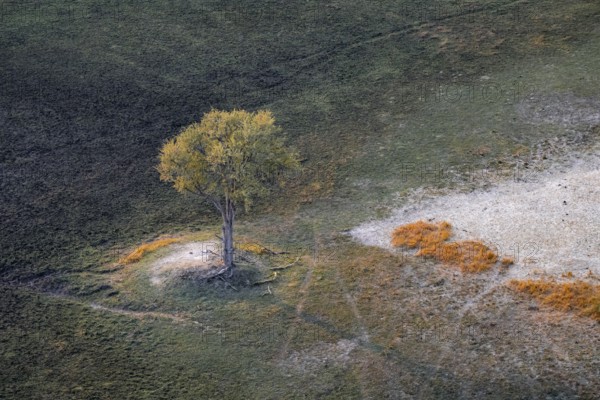 Species tree in the savanna, landscape, aerial view of the Okavango Delta, near Maun, Okavango
