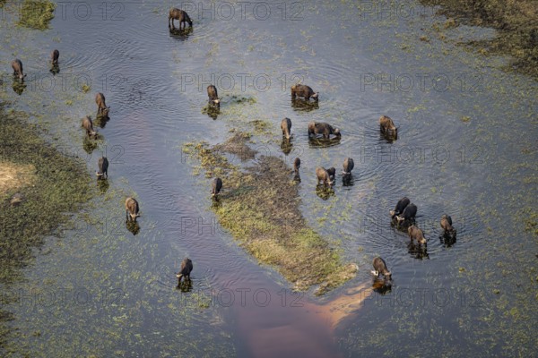 Kaffir buffalo (Syncerus caffer caffer), flock drinking in the river, aerial view, Okavango Delta,