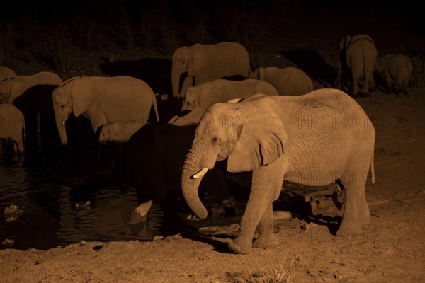 Night view, African elephant (Loxodonta africana), at Halali waterhole, Etosha National Park,