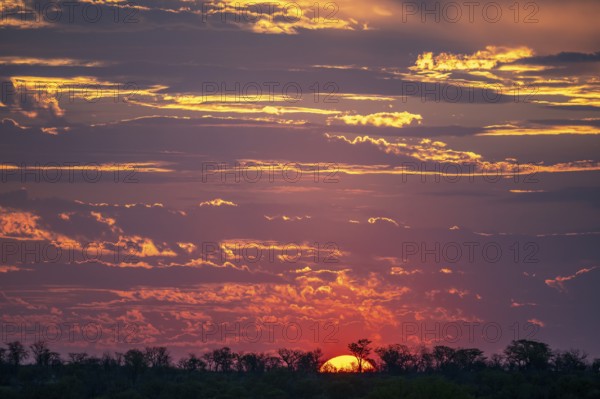 Impressive sunset over the African savanna, silhouette of the horizon with trees in front of the