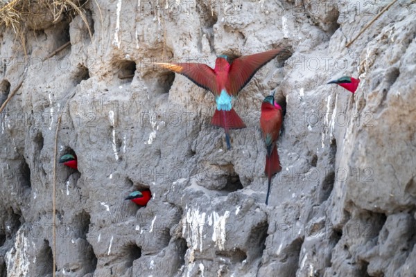 Breeding caves on the banks of the Kwando, Southern carmine bee-eater (Merops nubicoides),