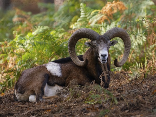 A mouflon resting in the forest, North Rhine-Westphalia, Germany
