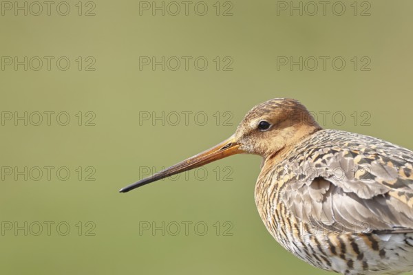 Blacktail (Limosa limosa), sitting room, on a fence post, snipe birds, animal portrait, wildlife,