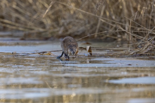 Muskrat (Ondatra zibethicus) walks across the ice on frozen lake Germany