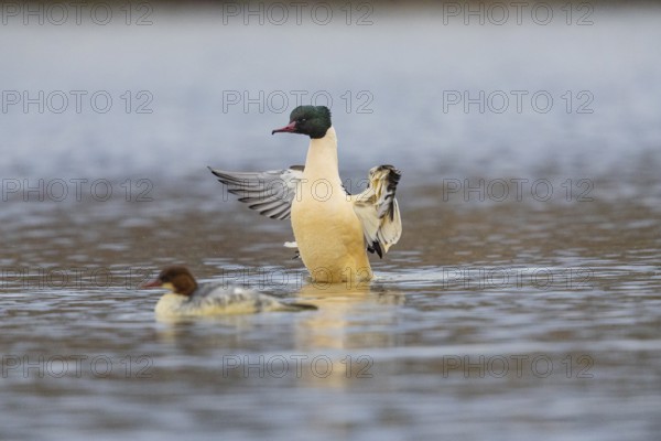 Goose säger (Mergus merganser) ml Germany
