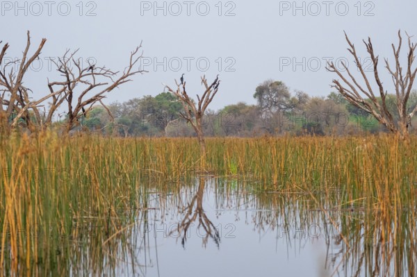Africa snake-necked bird (Anhinga rufa) sitting on a dead tree in the river, Thamalakane River,