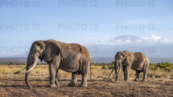 African elephant (Loxodonta africana) in picturesque landscape with the summit of Mount