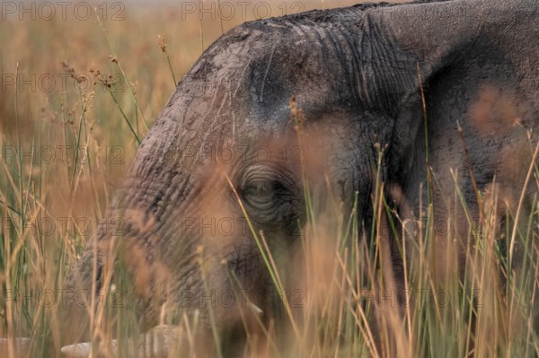 African elephant (Loxodonta africana), elephants on the riverbank between river grass, Thamalakane