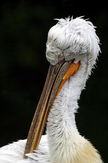Krauskopf pelican (Pelecanus crispus), Tierwelt Herberstein, Herberstein, Styria, Austria