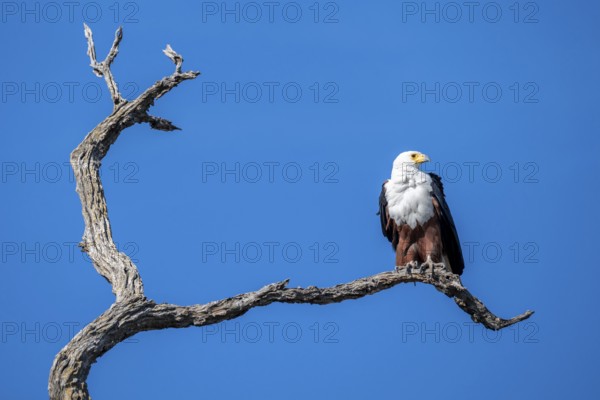 African fish eagle (Icthyophaga vocifer) sitting on dry tree, Ihaha, Chobe National Park National