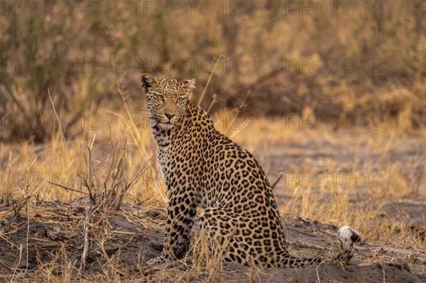 Female, leopard (Panthera pardus) sitting, dry grass, Savuti, Chobe National Park National Park,