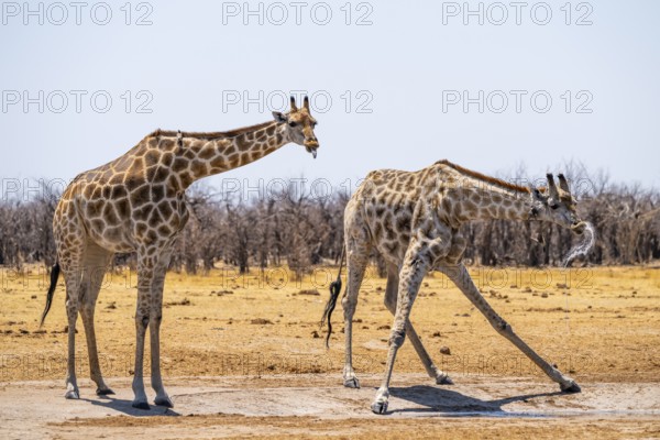 Funny, water flies through the air while drinking, Angola giraffe (Giraffa giraffa angolensis),