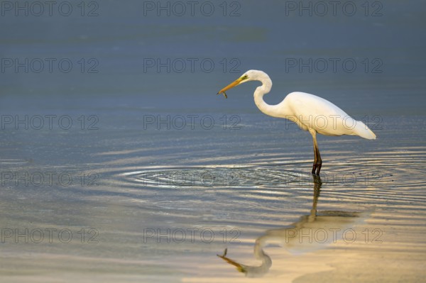 Great egret (Egretta alba) standing in shallow water, Naturquartier Grosswilfersdorf,
