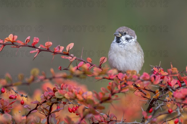 Tree sparrow (Passer montanus) sitting in a barberry bush, Littlewood Ranch, Limbach, Burgenland,