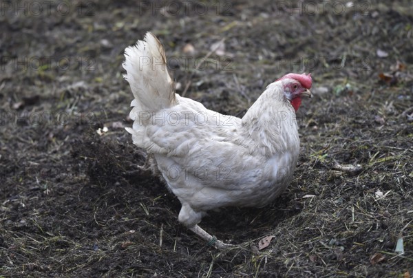 Hen, Gallus gallus domesticus, looking for food in a free-range farm, organic farming,