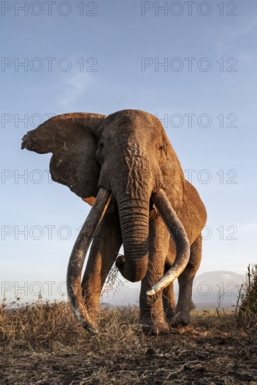 African elephant (Loxodonta africana), the famous Super Tusker elephant Craig, old male with long