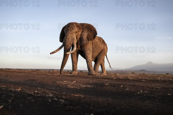 African elephant (Loxodonta africana), the famous Super Tusker elephant Craig, old male with long