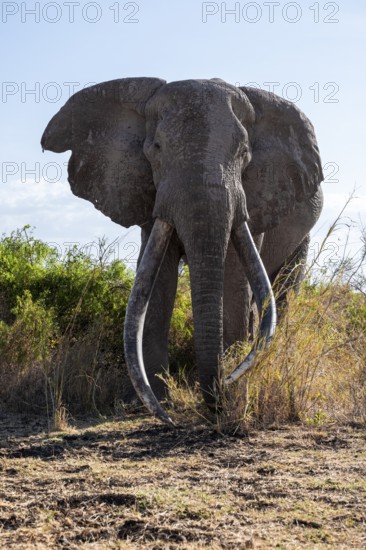 African elephant (Loxodonta africana), the famous Super Tusker elephant Craig, old male with long