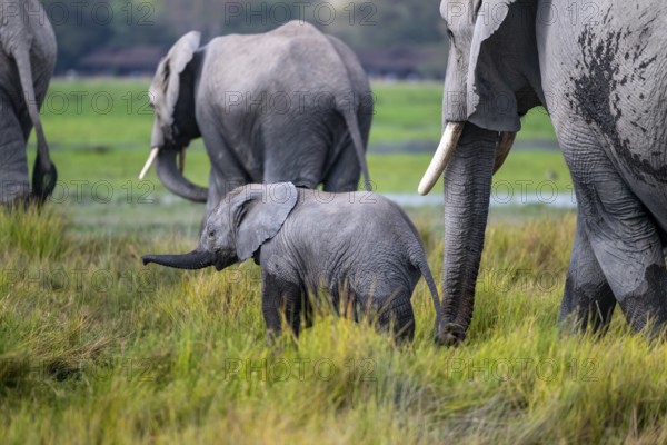 African elephant (Loxodonta africana) with baby, young and dam, Amboseli National Park, Rift Valley