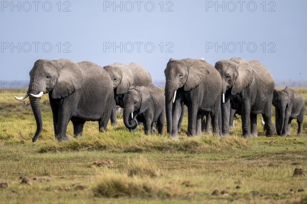 African elephant (Loxodonta africana), herd of young animals in Amboseli National Park, Rift Valley