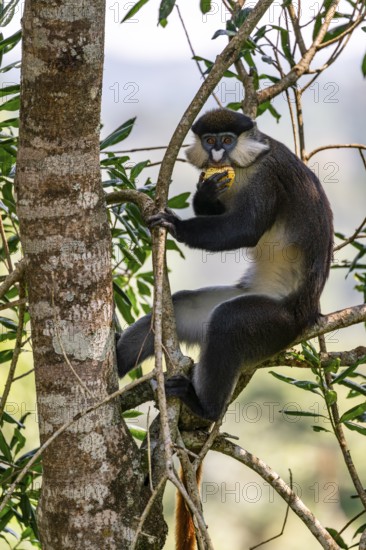 Red-tailed monkeys or Congo white-nosed monkeys (Cercopithecus ascanius schmidti), Kibale National