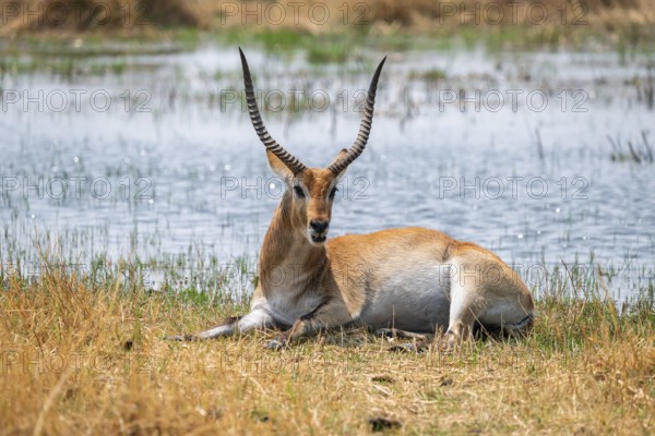 Letschwe or litchi bog antelope (Kobus leche), adult male, in tall dry grass, Okavango Delta,