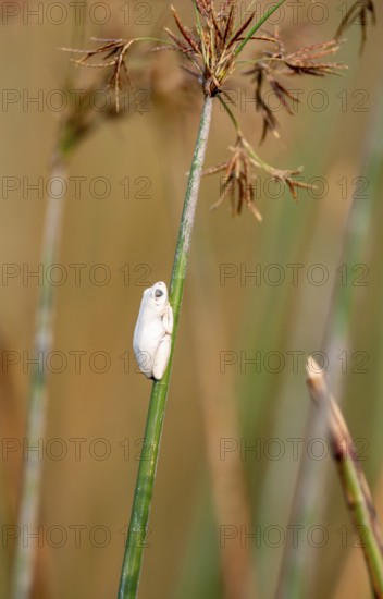 Marble redfrog (Hyperolius marmoratus), white frog sitting on a papyrus, Xakanaxa Lagoon, Okavango