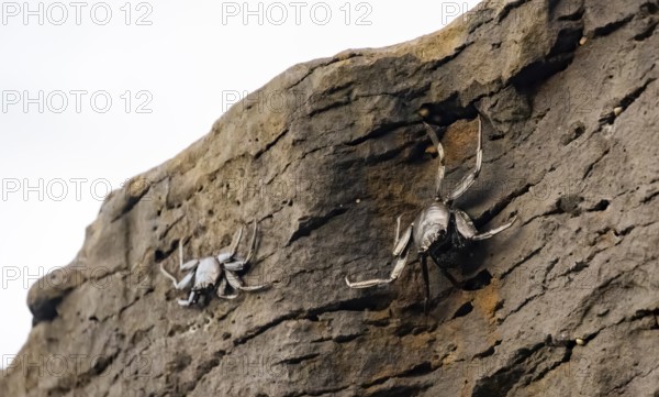 Red rock crabs (Grapsus adscensionis), black cubs on a volcanic rock, coast, La Santa, Lanzarote,