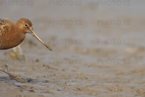 Black tailed godwit (Limosa limosa) adult male wader bird in summer plumage on a mudflat, England,