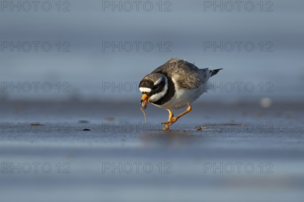 Ringed plover (Charadrius hiaticula) adult wader bird feeding on a worm on a beach, England, United