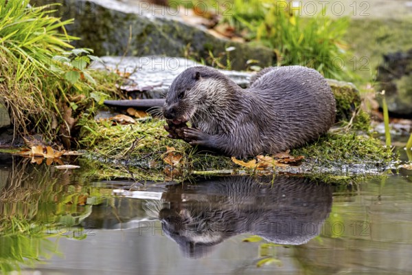 An otter enjoying the water with its reflection on the surface, An otter on the shore (Lutra Lutra)