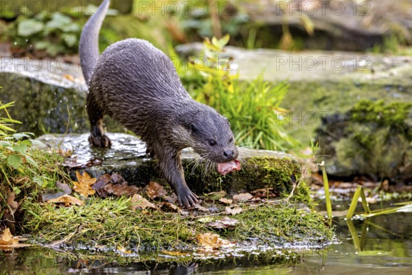 An otter on the shore with autumn leaves surrounded by mossy surroundings, An otter on the shore