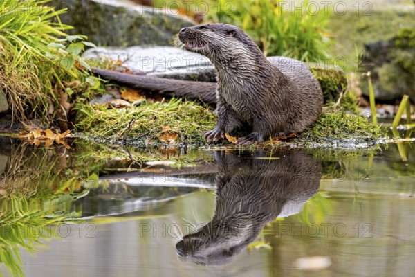 Otter sits attentively at the water's edge, reflection visible, An otter on the shore (Lutra Lutra)