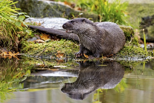 Otter sits attentively on the shore, reflections visible in the water, An otter on the shore (Lutra