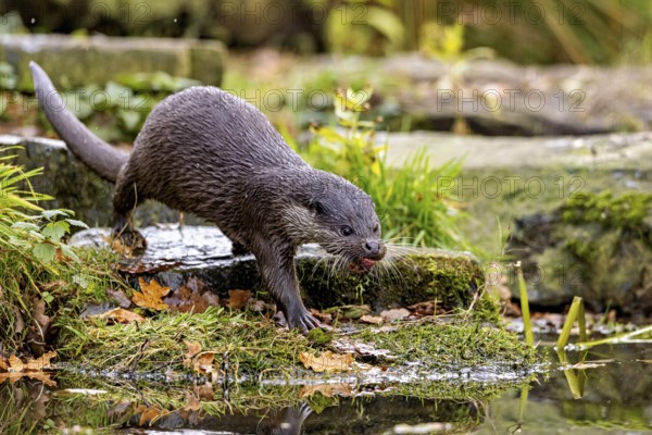 An otter walks along the moss-covered shore surrounded by autumn leaves, An otter on the shore