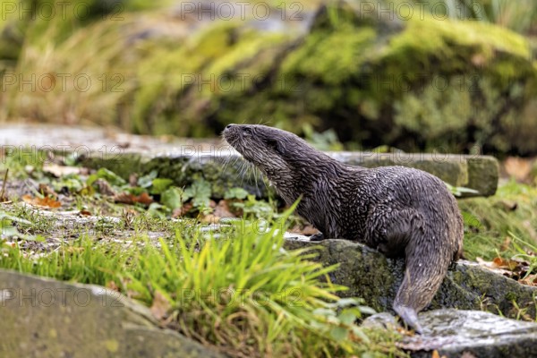 An otter climbs a moss-covered slope surrounded by stones and greenery, An otter on the shore