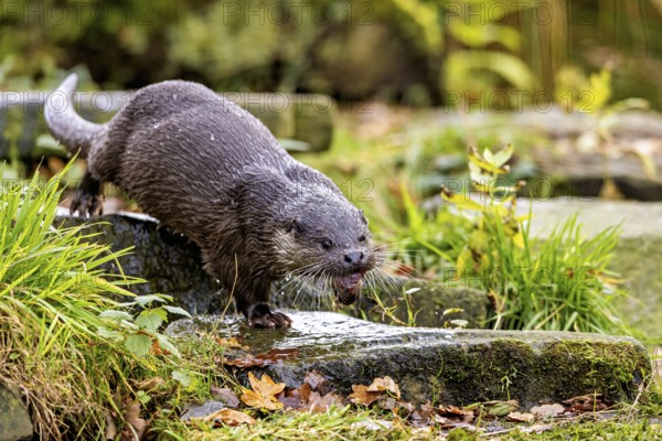 An otter climbs up a moss-covered bank surrounded by autumn landscape, An otter on the shore (Lutra