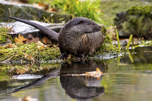 An otter sits on the shore and is reflected in the water, surrounded by autumn leaves, An otter on