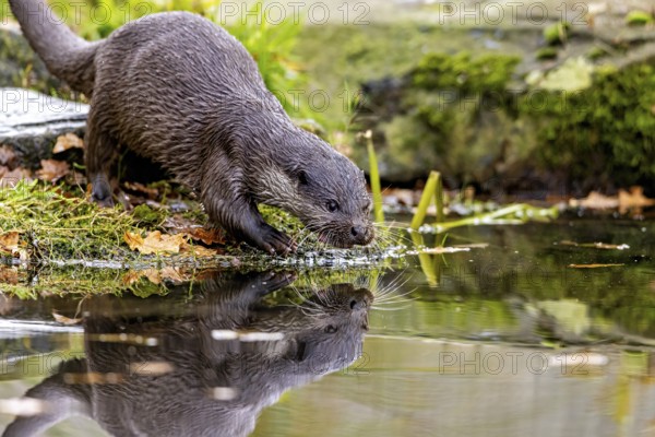 An otter inspecting the water, reflection visible, surrounded by nature, an otter on the shore