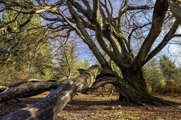 A huge tree with branched branches in the forest, sun rays illuminate the autumn leaves, The beech