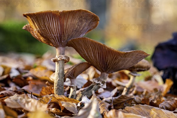Autumn mushrooms grow from leaves on the forest floor. The brown caps and stems stand in natural