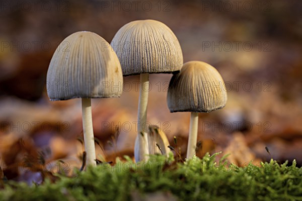 Three mushrooms in lush moss surrounded by blurred leaves in autumn, The common mica tintling
