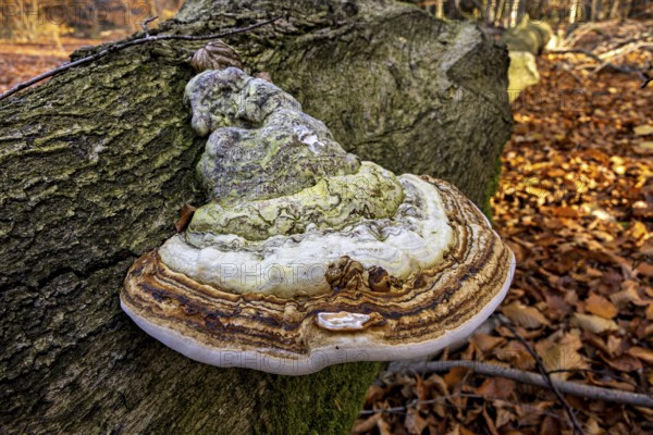 A large mushroom grows on a tree trunk in autumn forest with moss and autumn leaves, the tinder