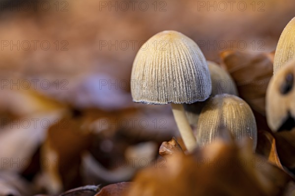 Close-up of mushrooms in autumn leaves, warm colors, autumnal atmosphere, The common