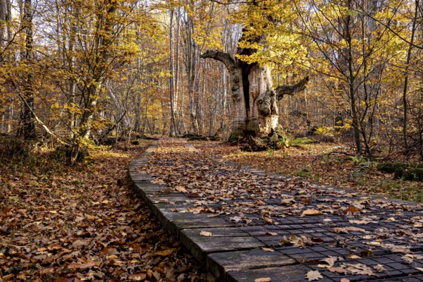 Holzsteg leads through an autumnal forest with a distinctive old tree, The old oaks of the