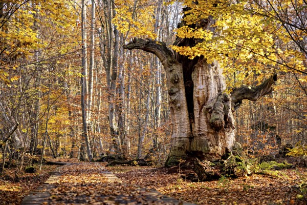 Large tree in autumn forest, surrounded by colorful leaves, next to a wooden walkway, The old oaks
