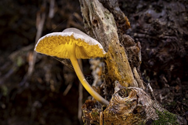 A mushroom with yellow details grows from a tree trunk in the forest, the mouse tail ruebling