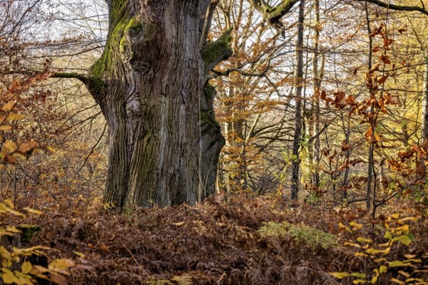 An old tree stands in autumn forest, surrounded by dry leaves and moss, The old oaks of the